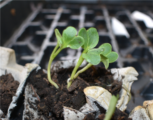 Week 2 Radishes 